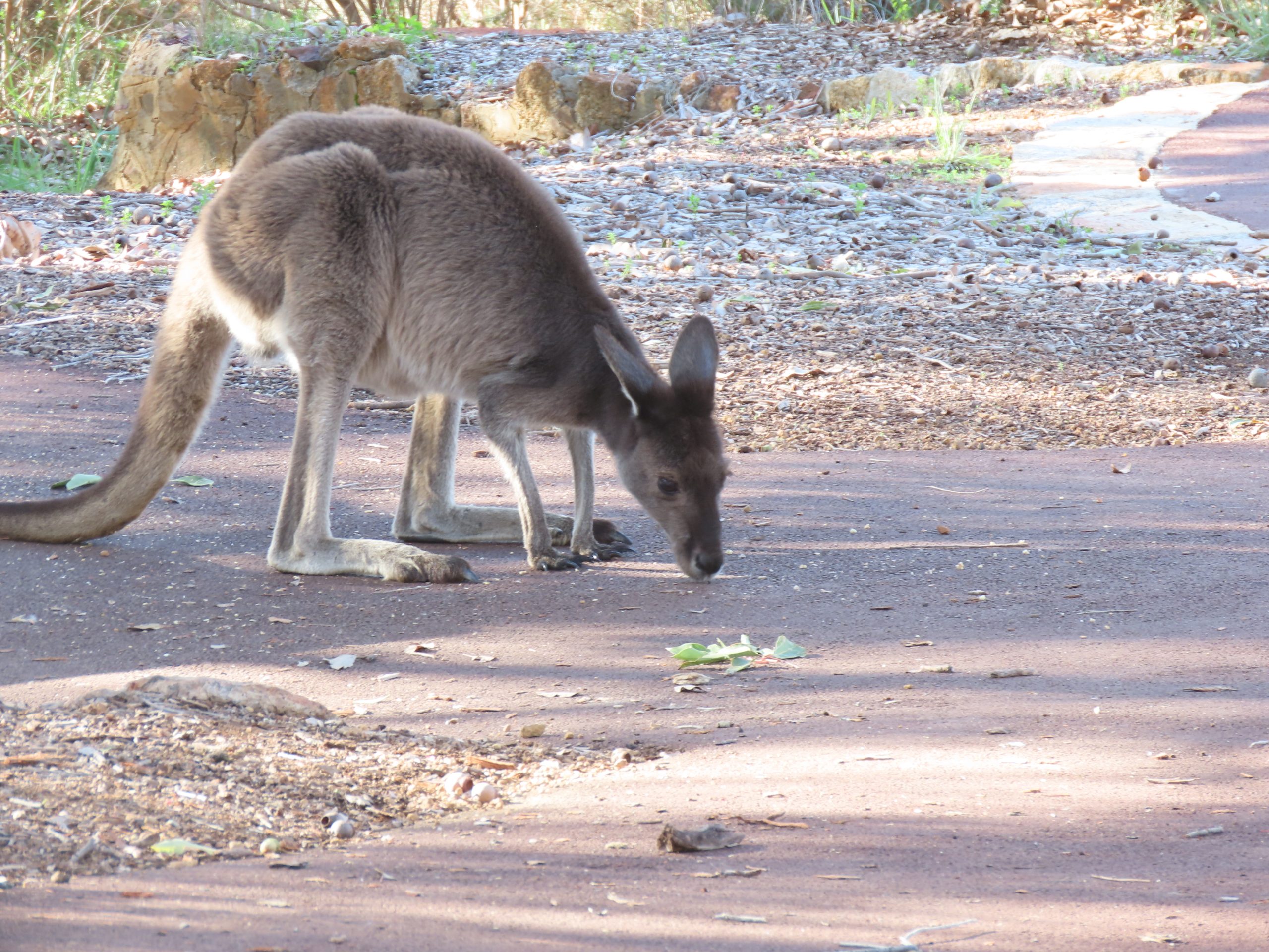 IMG_0394-copy-scaled