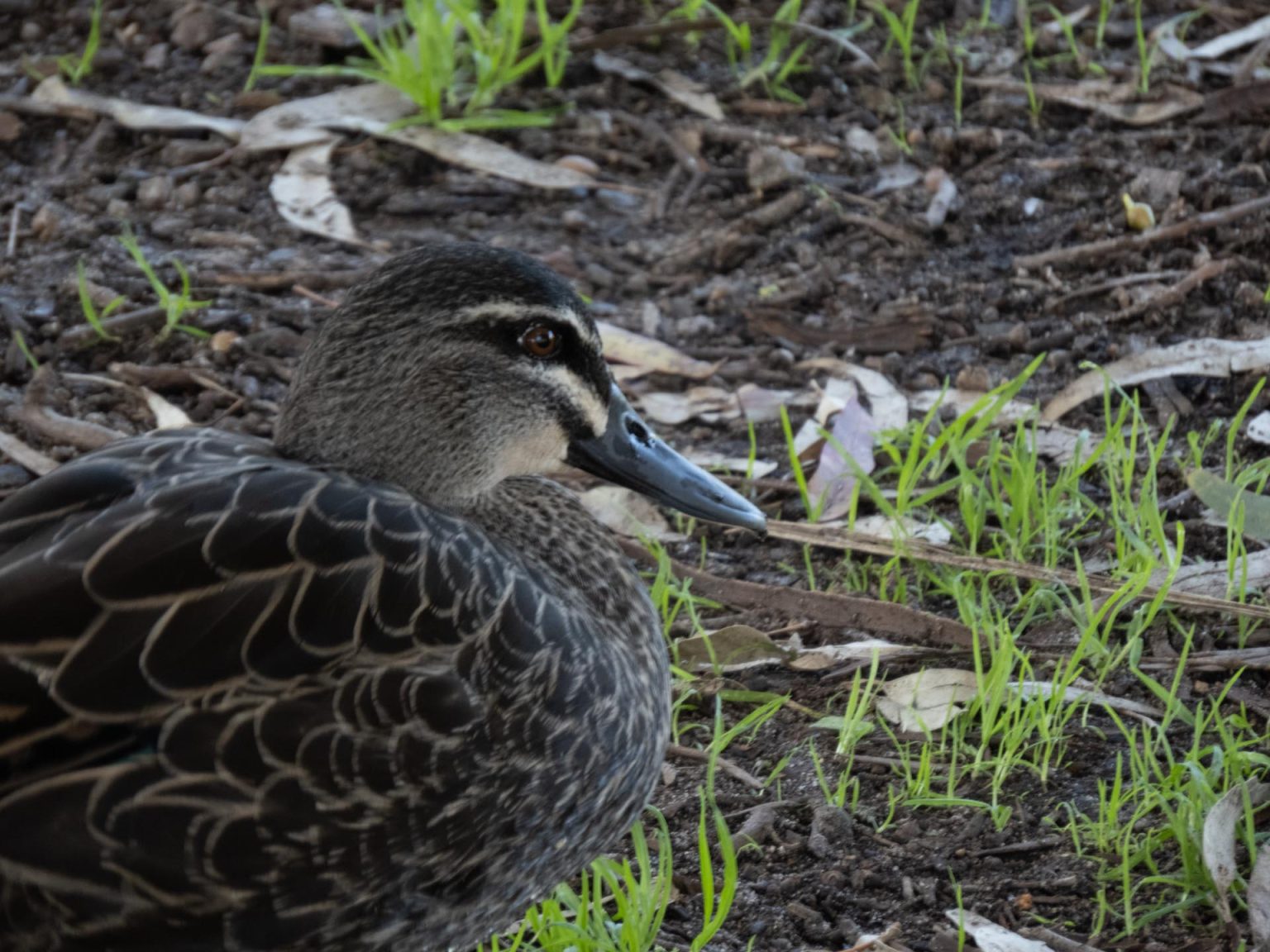 IMG_0817-copy-1536x1152