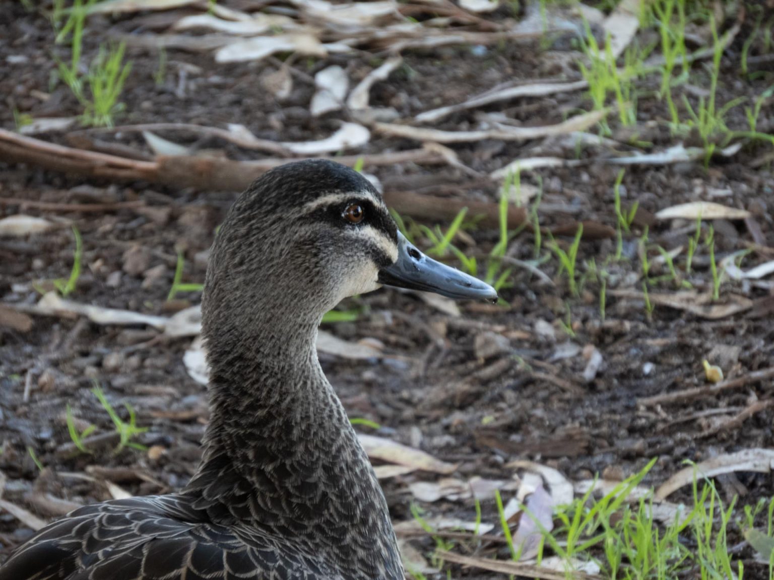 IMG_0818-copy-1536x1152