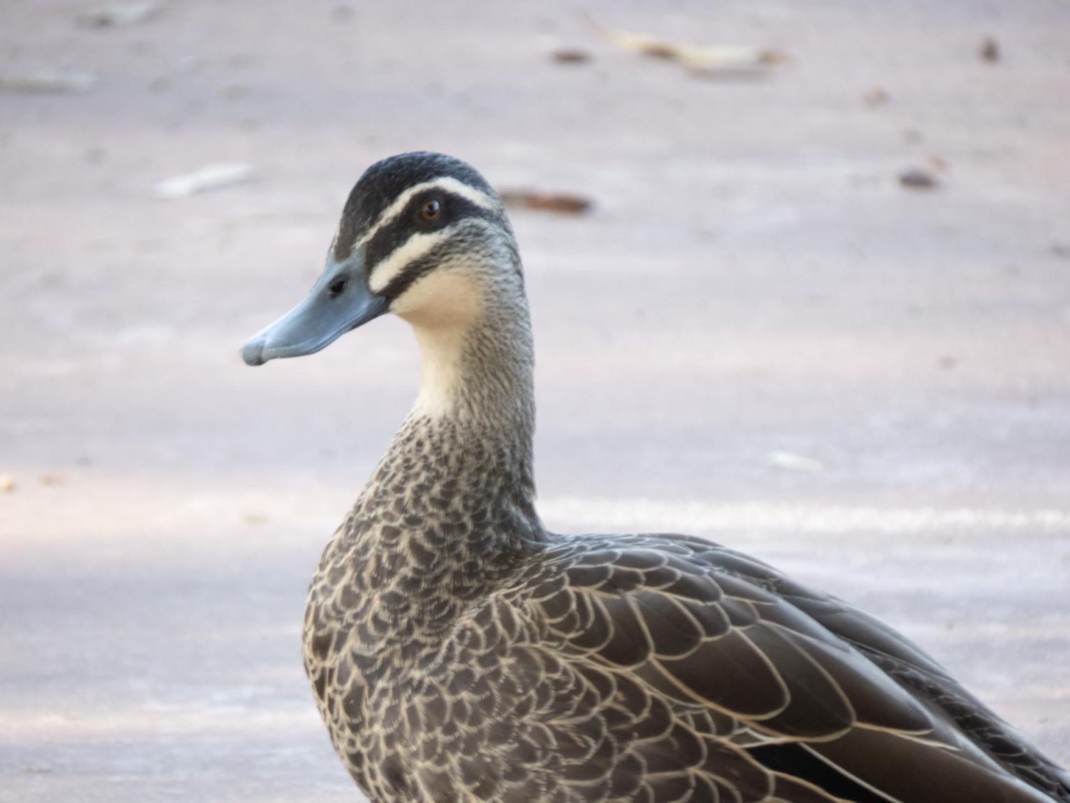 IMG_0819-copy-1-1536x1152