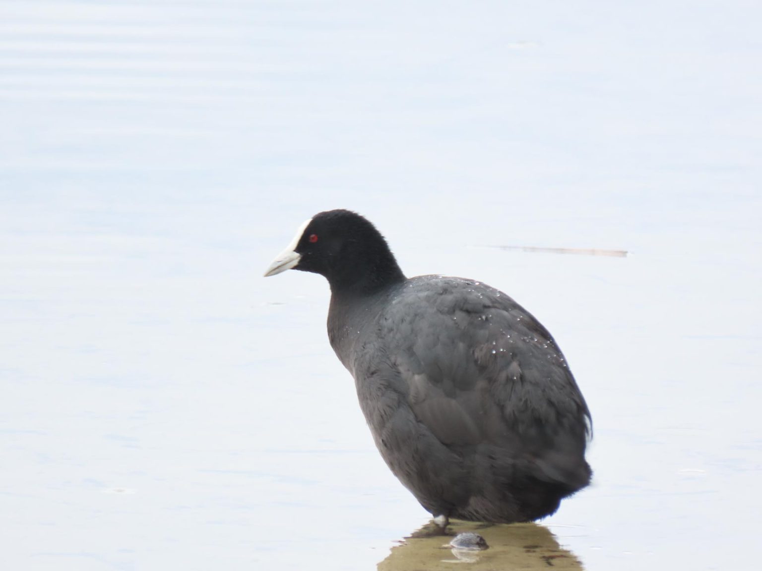 IMG_0895-copy-1536x1152