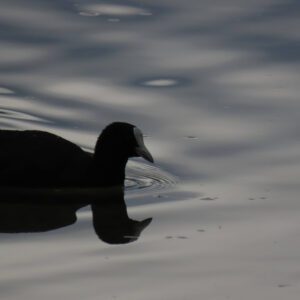 Black Duck