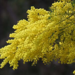 Golden Wattle Bloom