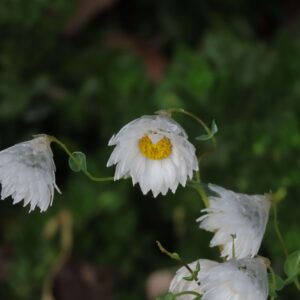 White Daisies in Green Field – Fresh Nature Print