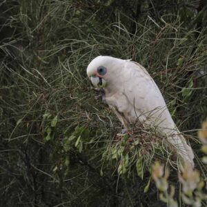 White Cockatoo