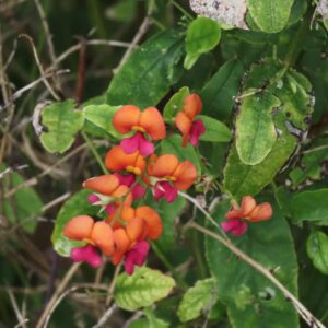 Orange Native Blossoms