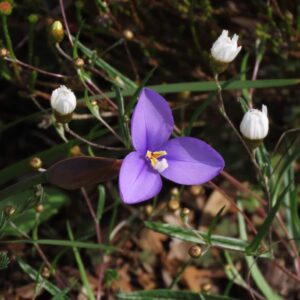 Purple Forest Flower