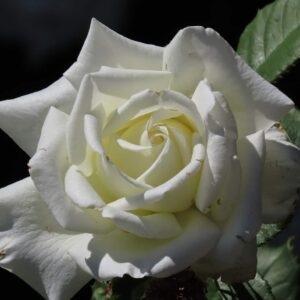 White Rose Bloom – Classic Floral Photography