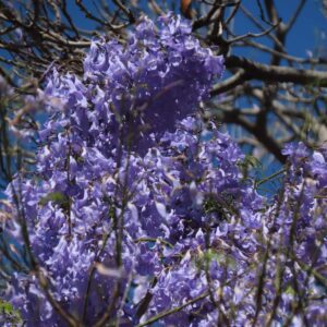 Jacaranda Blossoms Against Blue Sky – Spring Print