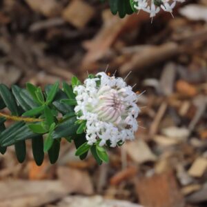 White Native Flower Cluster