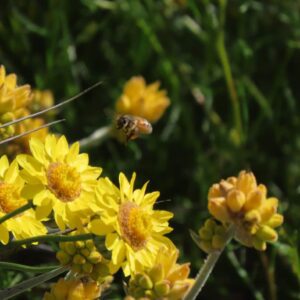 Yellow Wildflowers in Bloom