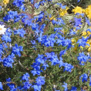 Blue and Yellow Native Flowers